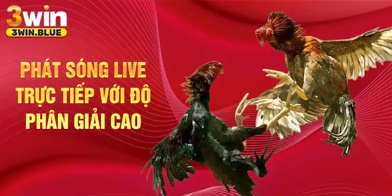 Phát sóng live trực tiếp với độ phân giải cao